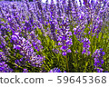 Stock Photo: Bridestowe Lavender Estate 59645368