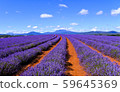 Stock Photo: Bridestowe Lavender Estate 59645369