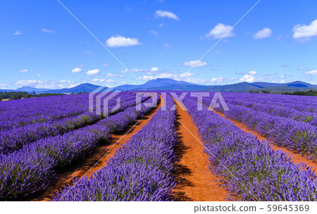 Stock Photo: Bridestowe Lavender Estate Stock Photo: Bridestowe Lavender Estate 59645369