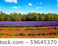 Stock Photo: Bridestowe Lavender Estate 59645370