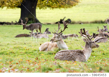 A large horned stag and stag sitting on the grass and taking a break at London Richmond Park A large horned stag and stag sitting on the grass and taking a break at London Richmond Park 59645453