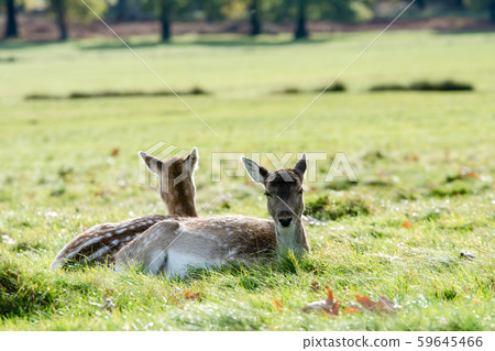 Oga who relaxes on the lawn in the sun at Richmond Park on the outskirts of London 59645466