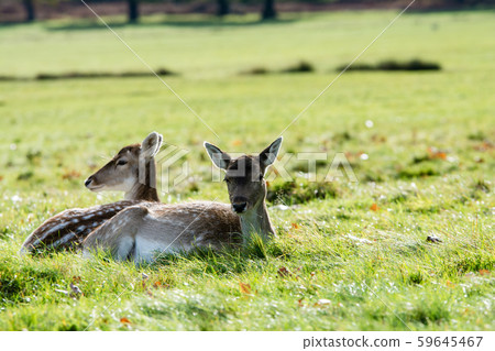 Oga who relaxes on the lawn in the sun at Richmond Park on the outskirts of London Oga who relaxes on the lawn in the sun at Richmond Park on the outskirts of London 59645467