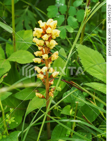 Oninara yara 59645529