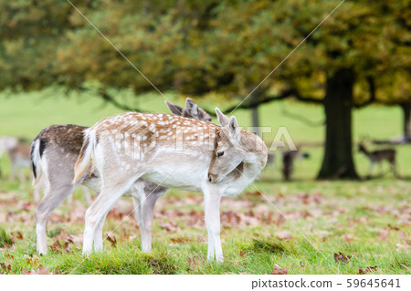 Little deers standing on the lawn at Richmond Park on the outskirts of London Little deers standing on the lawn at Richmond Park on the outskirts of London 59645641
