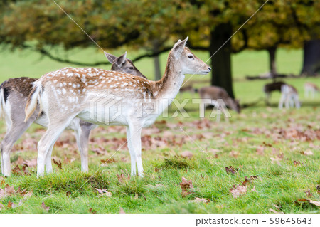Little deers standing on the lawn at Richmond Park on the outskirts of London 59645643