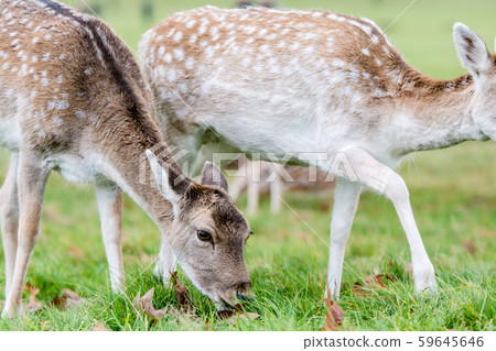 Oga who eat grass on the grass at Richmond Park in the suburbs of London Oga who eat grass on the grass at Richmond Park in the suburbs of London 59645646