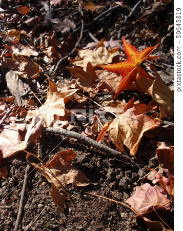 Fallen autumn leaves fall Fallen autumn leaves fall 59645819