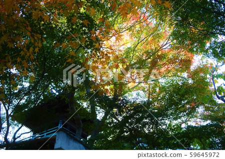 Backlit autumn leaves photo 59645972