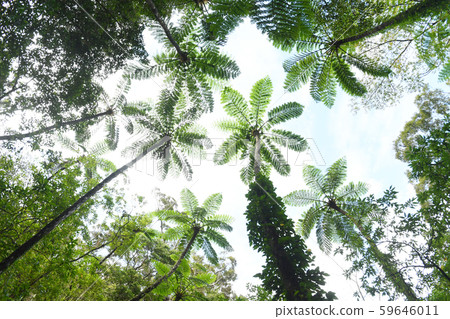 Kimagori original forest 59646011