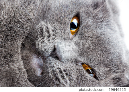 Crops planted in rich soil grow under the eastern sun. 59646235