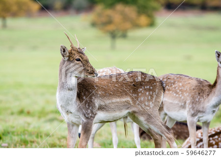 Little deers standing on the lawn at Richmond Park on the outskirts of London 59646277
