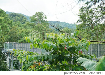 泰國清邁 清邁 植物園 59647099