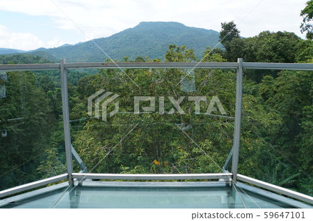 冠層走在泰國清邁府詩麗吉王后植物園 冠層走在泰國清邁府詩麗吉王后植物園 59647101