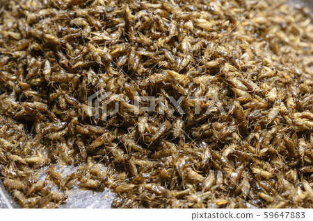 The Fried insects-thai 59647883