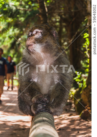 The Barbary macaque or magot at Monkey Mountain 59648002