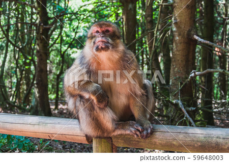 The Barbary macaque or magot at Monkey Mountain 59648003