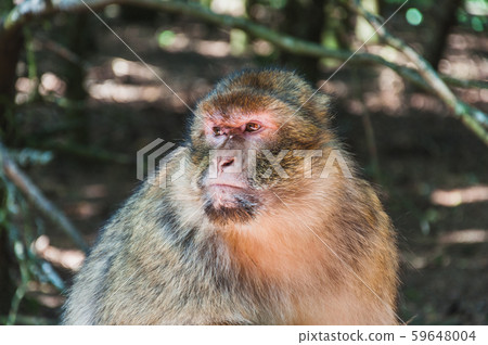 The Barbary macaque or magot at Monkey Mountain The Barbary macaque or magot at Monkey Mountain 59648004