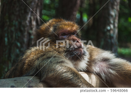 The Barbary macaque or magot at Monkey Mountain The Barbary macaque or magot at Monkey Mountain 59648066