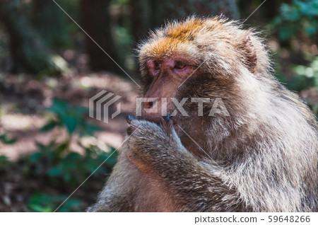 The Barbary macaque or magot at Monkey Mountain The Barbary macaque or magot at Monkey Mountain 59648266