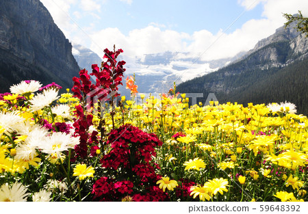 Summer Canadian Rockies and Flower Field 59648392