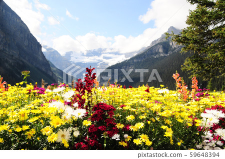 Summer Canadian Rockies and Flower Field 59648394