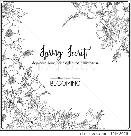 Dog-rose, briar, eglantine, canker-rose  59648606