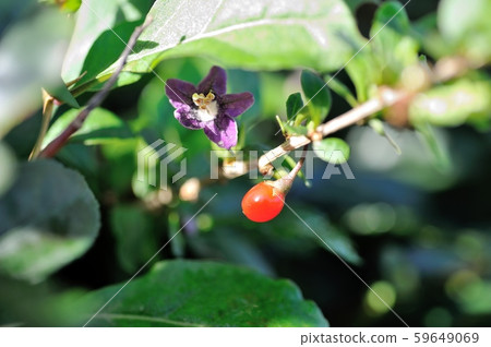 枸杞和鮮花 枸杞和鮮花 59649069