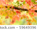 Autumn leaves 59649396