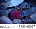 Autumn leaves 59649397