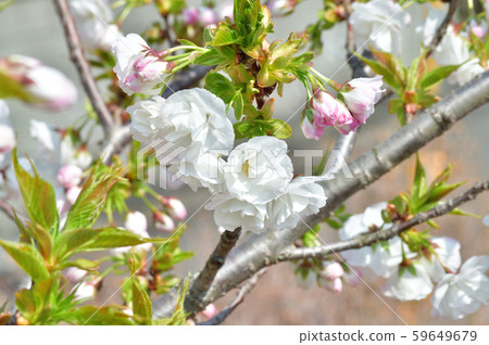 A close-up photo of a white flower blooming on a branch of a cherry tree, which is estimated to be white A close-up photo of a white flower blooming on a branch of a cherry tree, which is estimated to be white 59649679