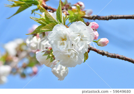 A close-up photo of a white flower blooming on a branch of a cherry tree, which is estimated to be white A close-up photo of a white flower blooming on a branch of a cherry tree, which is estimated to be white 59649680