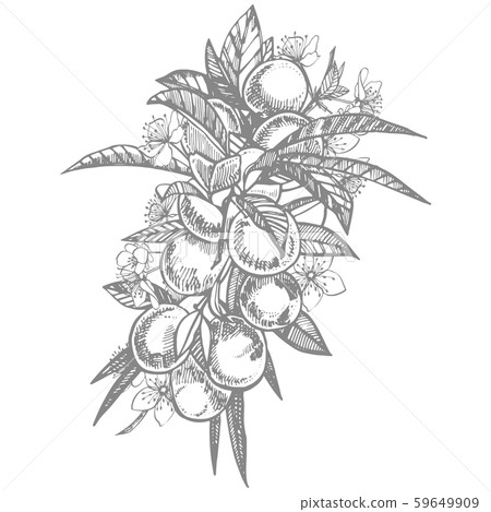 Plums hand drawn illustration. Ink sketch. Hand drawn illustration. Seamless pattern. Healthy Plums hand drawn illustration. Ink sketch. Hand drawn illustration. Seamless pattern. Healthy 59649909