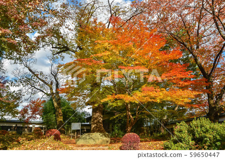 高島城塔蒙遺址的楓樹和高島城的菊田 59650447