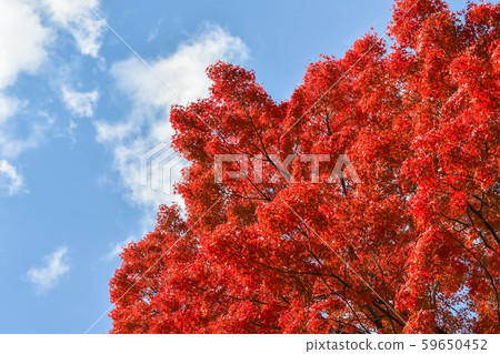 高島城的紅楓 59650452
