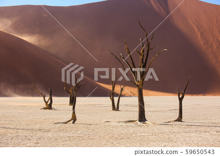 Silhouettes of dry hundred years old trees in the desert among red sand dunes. Unusual surreal alien Silhouettes of dry hundred years old trees in the desert among red sand dunes. Unusual surreal alien 59650543