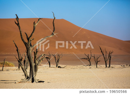 Silhouettes of dry hundred years old trees in the desert among red sand dunes. Unusual surreal alien Silhouettes of dry hundred years old trees in the desert among red sand dunes. Unusual surreal alien 59650566