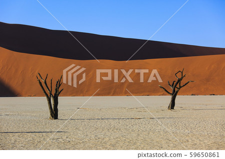 Silhouettes of dry hundred years old trees in the desert among red sand dunes. Unusual surreal alien Silhouettes of dry hundred years old trees in the desert among red sand dunes. Unusual surreal alien 59650861