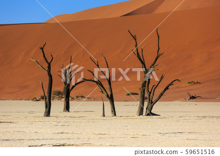 Silhouettes of dry hundred years old trees in the desert among red sand dunes. Unusual surreal alien Silhouettes of dry hundred years old trees in the desert among red sand dunes. Unusual surreal alien 59651516