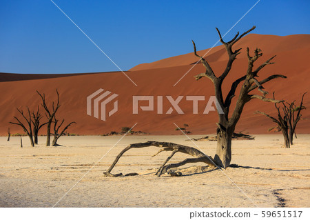 Silhouettes of dry hundred years old trees in the desert among red sand dunes. Unusual surreal alien Silhouettes of dry hundred years old trees in the desert among red sand dunes. Unusual surreal alien 59651517