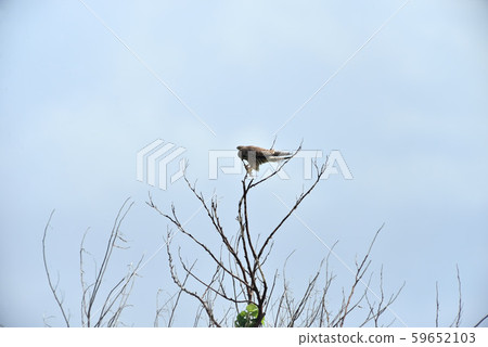 Wild bird / landscape Wild bird / landscape 59652103