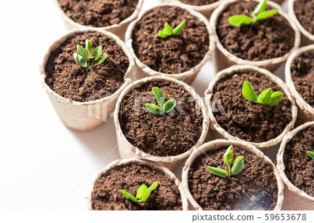 Seedlings growing in fiber pots made of ecologic biodegradable material. View from top. Seedlings growing in fiber pots made of ecologic biodegradable material. View from top. 59653678