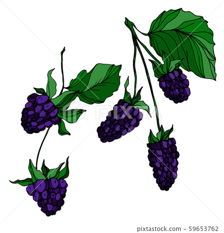 Vector Blackberry healthy food. Black and white engraved ink art. Isolated berry illustration Vector Blackberry healthy food. Black and white engraved ink art. Isolated berry illustration 59653762