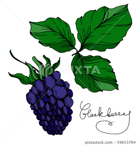 Vector Blackberry healthy food. Black and white engraved ink art. Isolated berry illustration Vector Blackberry healthy food. Black and white engraved ink art. Isolated berry illustration 59653764