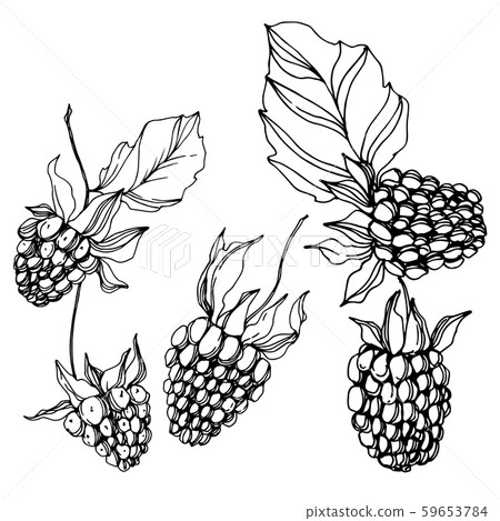 Vector Blackberry healthy food. Black and white engraved ink art. Isolated berry illustration Vector Blackberry healthy food. Black and white engraved ink art. Isolated berry illustration 59653784
