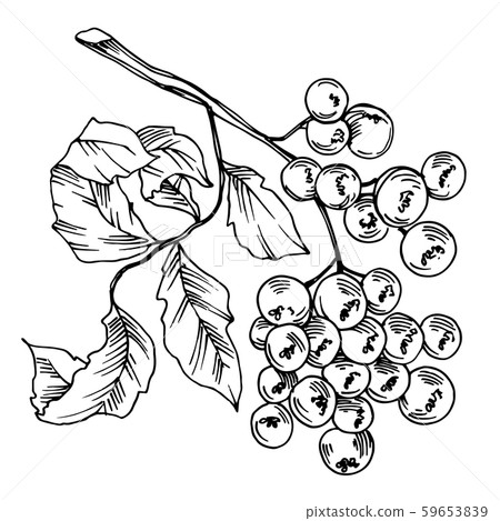 Vector Sorbus leaf and berries. Black and white engraved ink art. Isolated sorbus illustration Vector Sorbus leaf and berries. Black and white engraved ink art. Isolated sorbus illustration 59653839