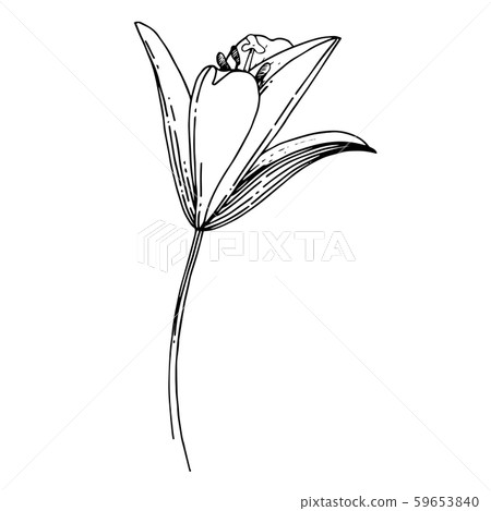 Vector Lily floral botanical flower. Black and white engraved ink art. Isolated lilium illustration 59653840