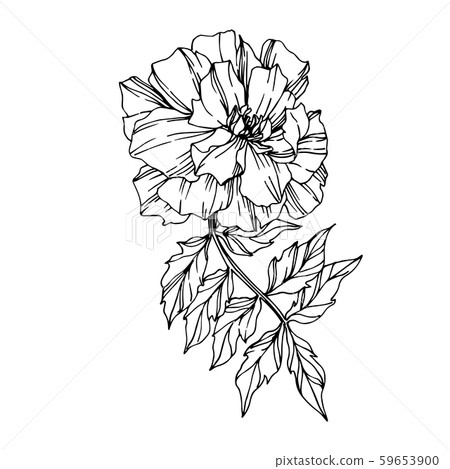 Vector Marigold floral botanical flowers. Black and white engraved ink art. Isolated tagetes Vector Marigold floral botanical flowers. Black and white engraved ink art. Isolated tagetes 59653900