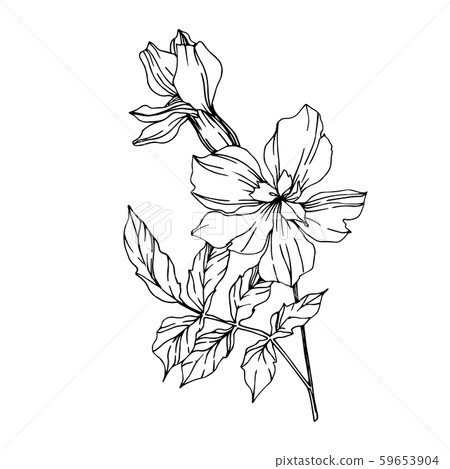 Vector Marigold floral botanical flowers. Black and white engraved ink art. Isolated tagetes Vector Marigold floral botanical flowers. Black and white engraved ink art. Isolated tagetes 59653904