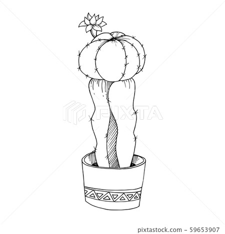 Vector Cacti floral botanical flowers. Black and white engraved ink art. Isolated cactus Vector Cacti floral botanical flowers. Black and white engraved ink art. Isolated cactus 59653907